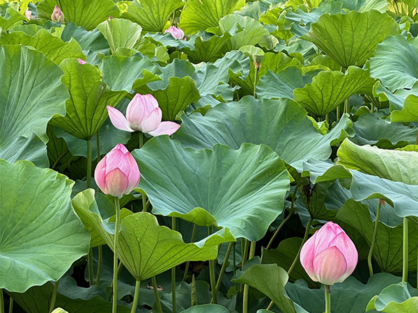 蓮の花