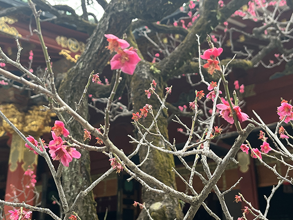 梅の花