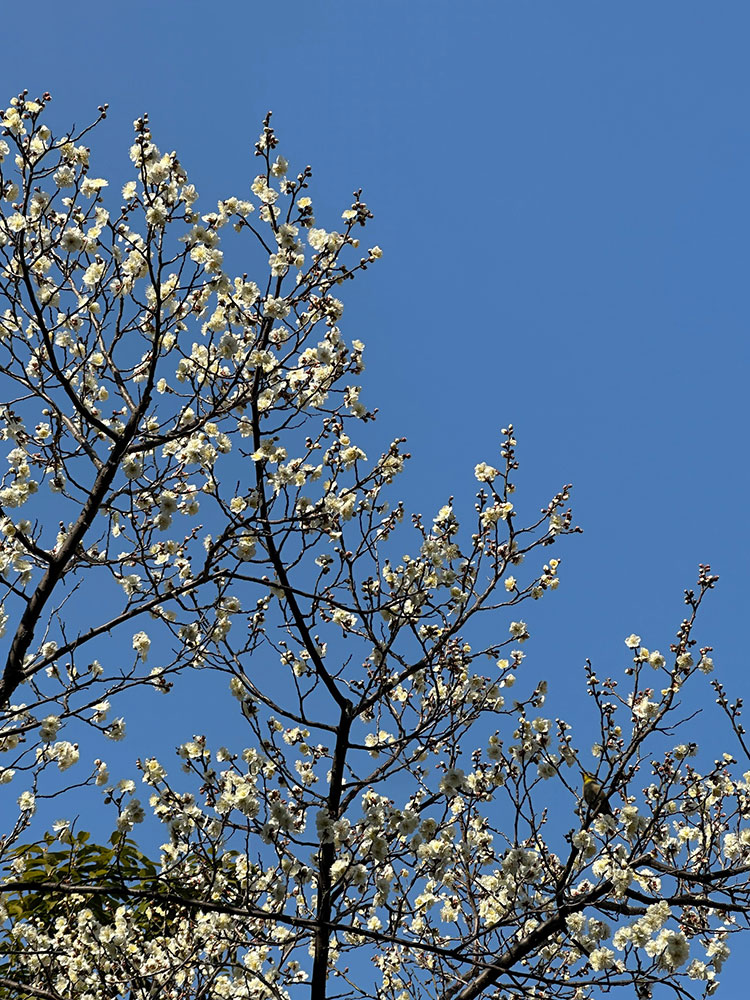 寒空に咲く白梅